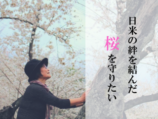 タフト桜よ、生きて伝えて！日米友好のシンボルの桜を救いたい！ のトップ画像