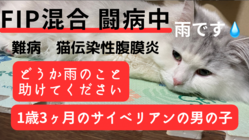 FIP（猫伝染性腹膜炎）と闘う雨くんにご支援お願いします。 のトップ画像