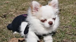 岩見沢市に貸切ドッグラン！安心して遊ばせたい のトップ画像