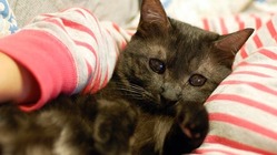 プーちゃんのFIP(猫伝染性腹膜炎)の治療にご支援をお願いします！ のトップ画像