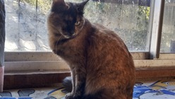 「保護犬・猫とみんなの居場所」成功例をつくり全国の団体と連携したい のトップ画像