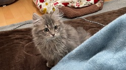 FIP（猫伝染症腹膜炎）と戦っているベルちゃんを助けて下さい！ のトップ画像