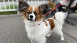【難病】先天性門脈体循環シャントの愛犬チャッピーを助けてくだい！ のトップ画像