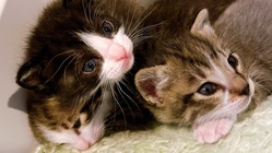 個人での保護猫活動にご支援をお願いします のトップ画像
