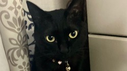 保護ネコカフェをOpenしたい！ のトップ画像