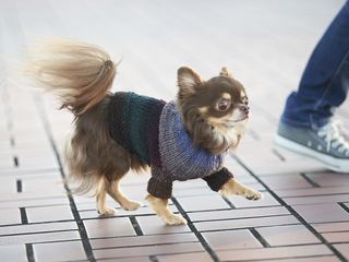 完全オーダーメイドの手編みセーターを、あなたの愛犬にも。