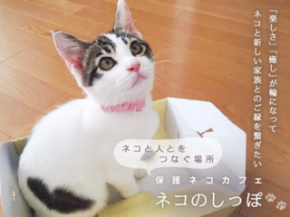富山初！楽しさの輪から縁を繋げる『保護ネコカフェ』をオープン のトップ画像