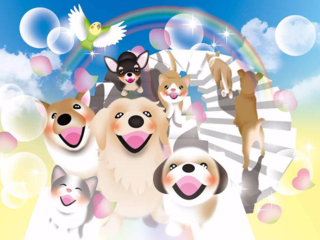 「迷子から家族を守ろう」カードを配布し、迷子犬を減らしたい！ のトップ画像