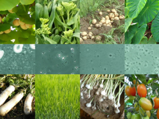 天国の野菜が持つ幸せになるチカラを証明し、世界中に届けたい！ のトップ画像