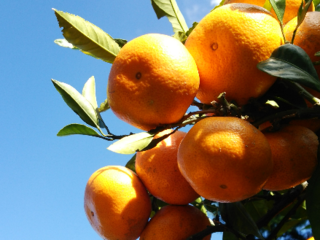 天草で父から受け継ぎ46年。温州みかんをつくり続けていきたい！ のトップ画像