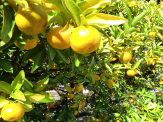 2000年の時空を超える伝説の神木「大和橘」の復活と再生！ のトップ画像