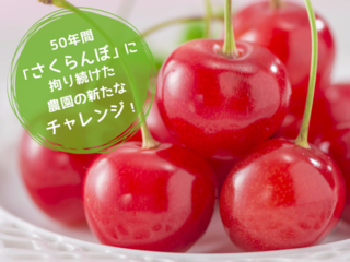 ５０年間さくらんぼに拘り続けた農園の新たなチャレンジにお力を のトップ画像