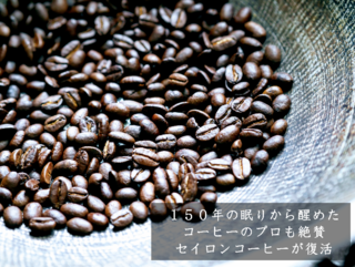 63番目の新種のアラビカ、セイロンコーヒーの木1万本を育てたい のトップ画像