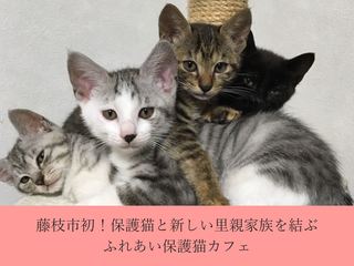 藤枝市初！保護猫と新しい里親家族を結ぶ、ふれあい保護猫カフェ