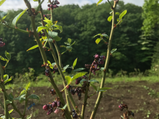 失語症者の就労支援を目指したブルーベリー農園を創設したい のトップ画像