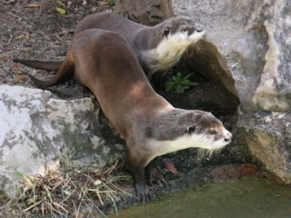 絶滅したとされるニホンカワウソの生息を写真撮影で確認したい。 のトップ画像
