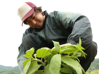 天然のインスリンと呼ばれる菊芋を、北海道仁木町で栽培したい！ のトップ画像