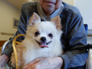 遺棄された老犬老猫を救う「保護っ子カフェMOKOん家」の開設 のトップ画像