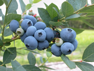 北の大地で山林を整備し、大好きなブルーベリー農園を始めたい！ のトップ画像