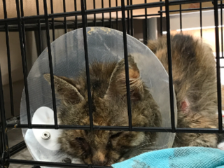 保護した傷だらけの猫「かっちゃん」の治療費サポーター募集！ のトップ画像