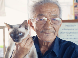 タイバンコク発　稀少シャム猫と猫の家の75年の歴史を守りたい。 のトップ画像
