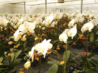 知的障がい者の所得倍増へ！胡蝶蘭の苗のオーナー募集中！ のトップ画像