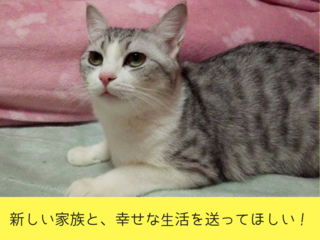 一匹でも多く新しい家族へ！福山唯一の保護猫カフェを作りたい！ のトップ画像