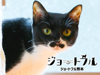 猛暑でも安心のトレーラーハウスで熊本の保護犬猫たちの譲渡会を のトップ画像
