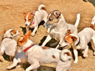飼い主さんになる前〜育て方をわんちゃんと学ぶ育成センターを！ のトップ画像