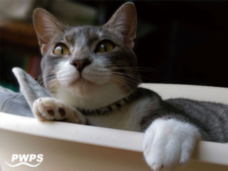 猫の殺処分0を目指し世田谷で野良猫40匹の家族を探したい！ のトップ画像