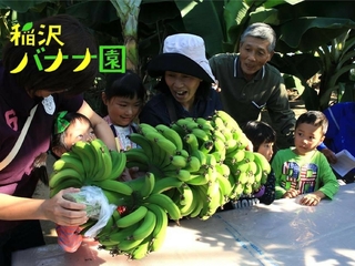 幼稚園の園庭にバナナ苗を植えて、収穫体験会を開催したい！