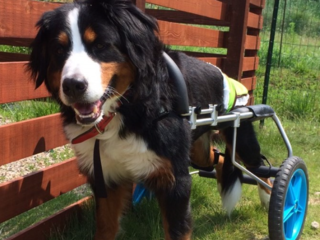 安楽死を避け、老犬ホームで暮らす犬くぃーんのサポーター募集中 のトップ画像