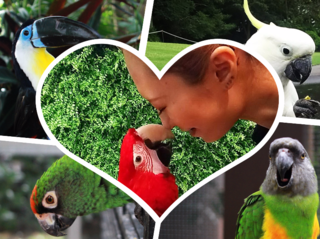 鳥と人が幸せに暮らせる社会の手助けとなる事業を始めたい！ のトップ画像