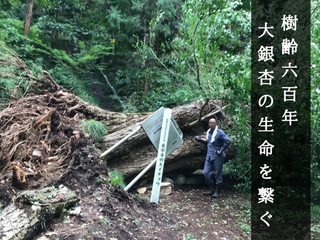 群馬 樹齢600年の長学寺・大銀杏が台風で倒木！再生保護に挑む のトップ画像