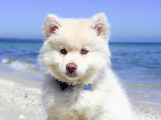 パレスチナ製！死海の泥を配合した無添加オリーブ石鹸を日本に のトップ画像