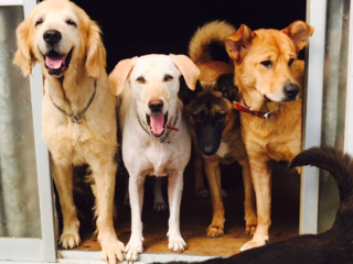 殺処分ワースト上位の茨城県。400坪の家に犬猫のシェルターを！ のトップ画像