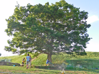 つどいの木周辺に栄養たっぷりの黒土を運び入れました。