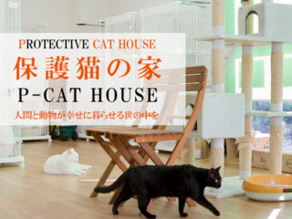 行き場を失った猫を守る保護猫の家「P-CAT HOUSE」を広めたい！