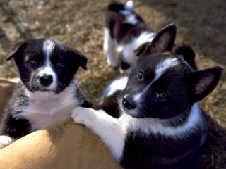 小犬たちの小屋