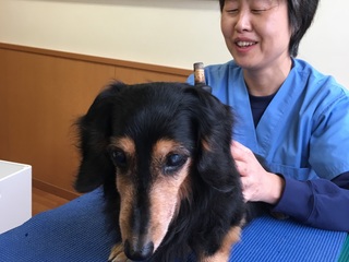 ペットの健康のため石川に獣医師による介護やリハビリ施設を！ のトップ画像