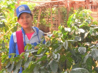 ミャンマーコーヒー栽培が農村の生活を支え、子どもたちを守る。 のトップ画像