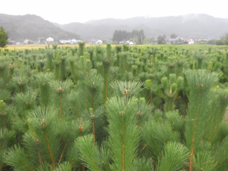 東日本大震災で生き残ったマツの子どもたちをふるさとの海岸に！ のトップ画像