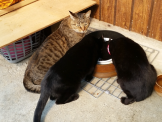 保護猫30匹の命を、そして空腹と寒さから守ってあげたい。 のトップ画像