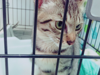 動物譲渡を広めて殺処分される運命にある動物を救いたい！ のトップ画像