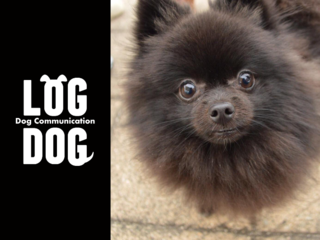 気軽にわんちゃんと触れ合える！鳥取県米子市でDOG EVENTを開催 のトップ画像