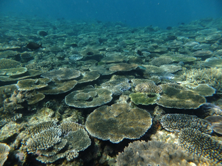 貴重なサンゴ、生き物が生息する沖縄の海を映像で伝えたい！ のトップ画像