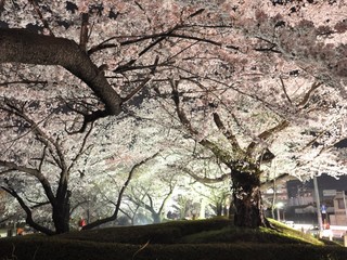 今年で27年目！郡山市の開成山桜ライトアップ祭りを守りたい！