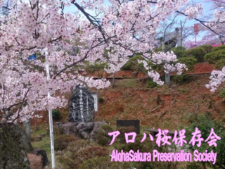 ハワイ日系二世兵士達の想いを継ぐ。アロハ桜を舞鶴で植樹したい のトップ画像