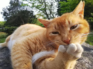 千葉県袖ケ浦で飼い主のいない猫たちを救う活動を存続させたい！ のトップ画像