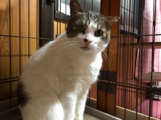 捨て猫だったエイズのきっちゃんを最後まで幸せにしてあげたい！ のトップ画像